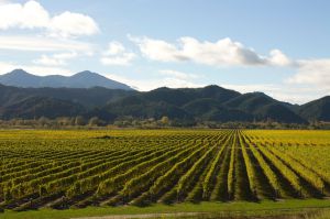 15May2016040529Martinborough vineyards.jpg